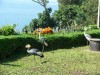 Resident crested cranes