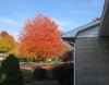 fall colors - home again