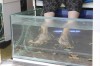 fish "cleaning" feet