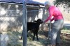 feeding an orphaned calf